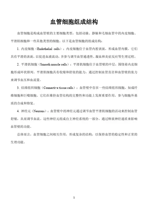 血管细胞组成结构