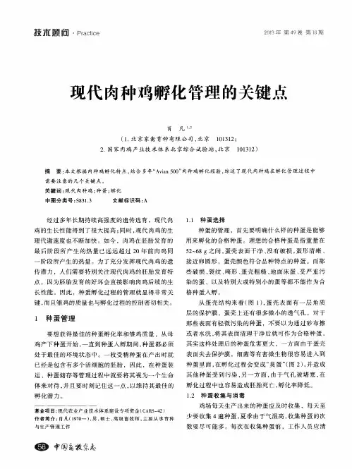 现代肉种鸡孵化管理的关键点