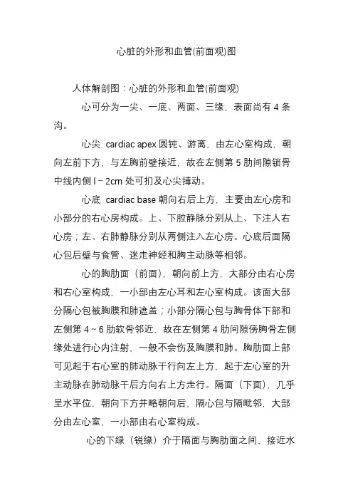 心脏的外形和血管(前面观)图