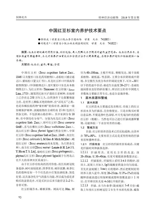 中国红豆杉室内养护技术要点