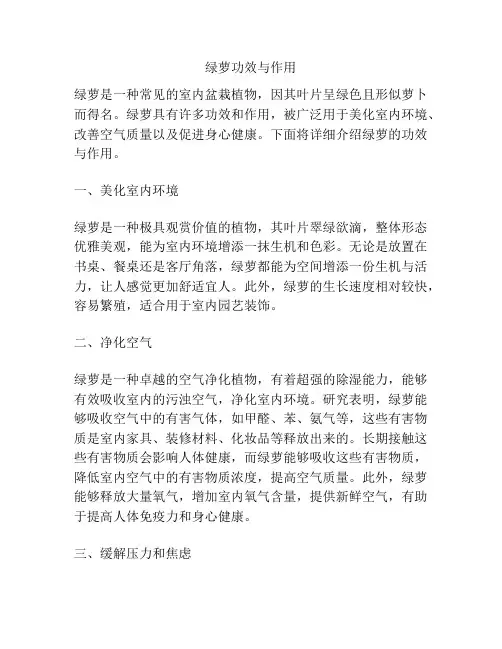 绿萝功效与作用