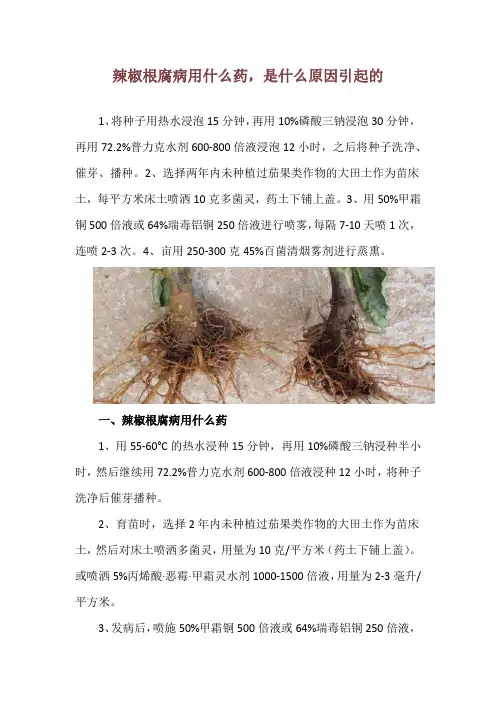 辣椒根腐病用什么药,是什么原因引起的