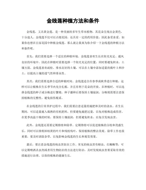 金线莲种植方法和条件