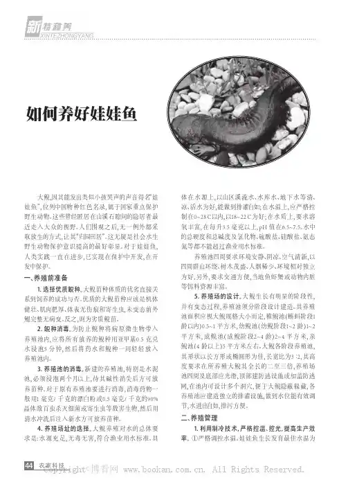 如何养好娃娃鱼