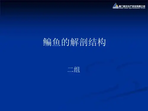 鳊鱼解剖全程