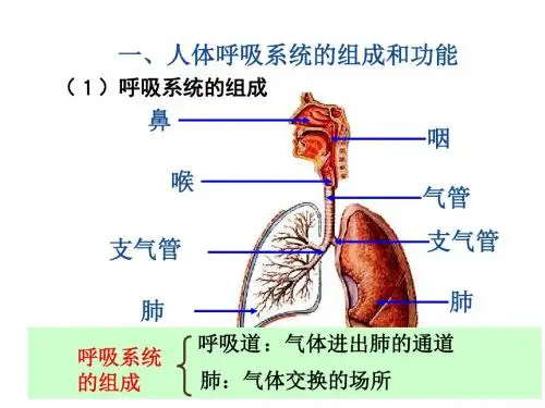 冀教版七年级生物第三章第一节呼吸道和肺(共19张PPT)