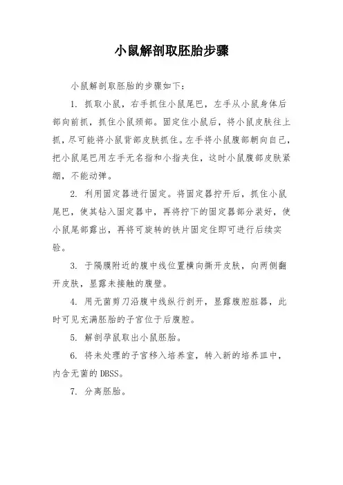 小鼠解剖取胚胎步骤