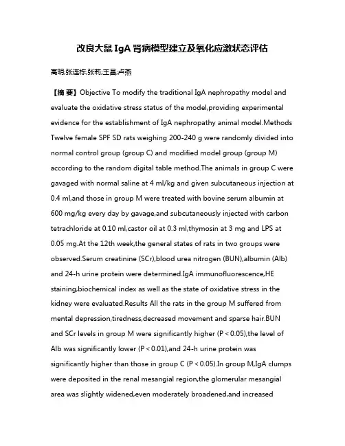 改良大鼠IgA肾病模型建立及氧化应激状态评估
