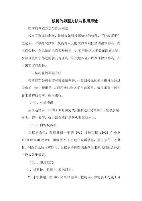 桉树的养殖方法与作用用途