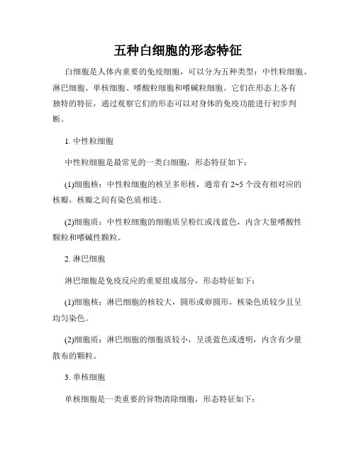 五种白细胞的形态特征