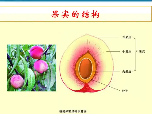 小学科学《果实》课件