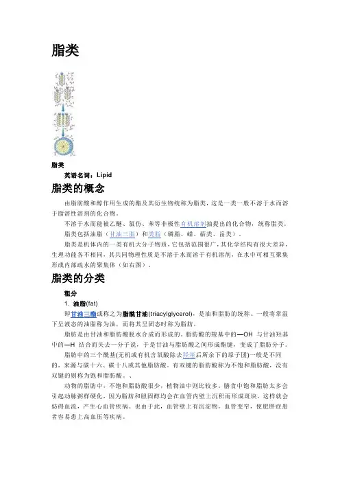 脂类