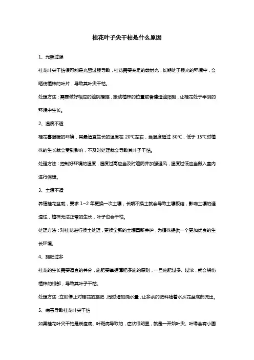 桂花叶子尖干枯是什么原因