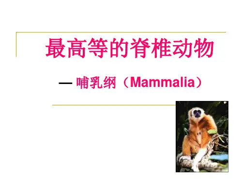 普通生物学课件-哺乳纲