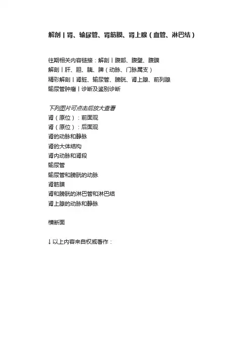 解剖丨肾、输尿管、肾筋膜、肾上腺（血管、淋巴结）