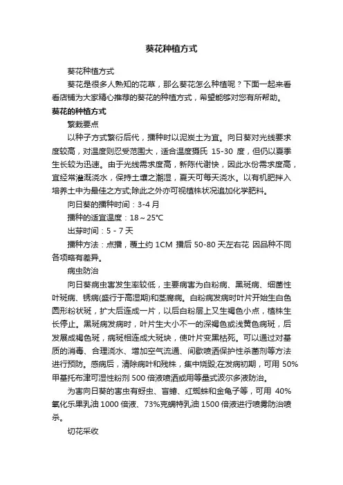 葵花种植方式