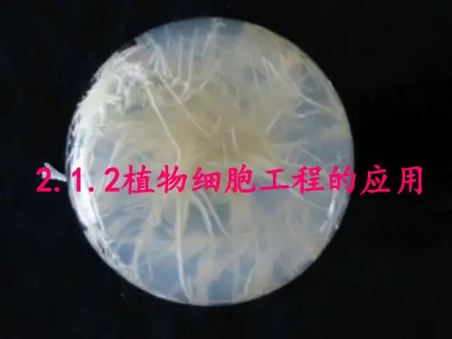 植物细胞工程的实际应用