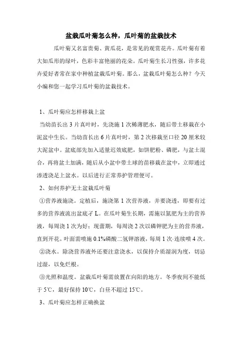盆栽瓜叶菊怎么种,瓜叶菊的盆栽技术.doc