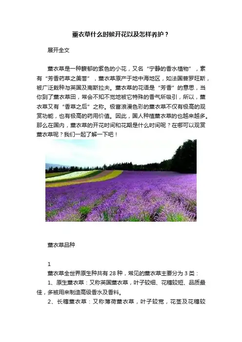 薰衣草什么时候开花以及怎样养护？