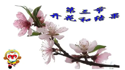 3.第三节 开花和结果优秀课件