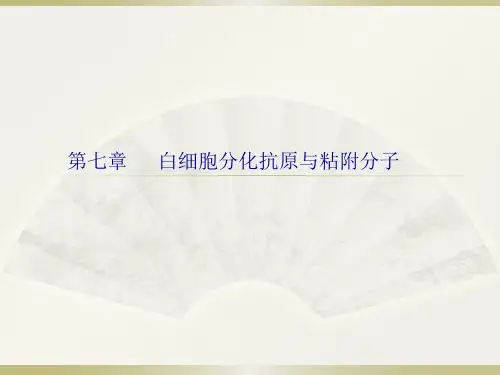 白细胞分化抗原和黏附分子
