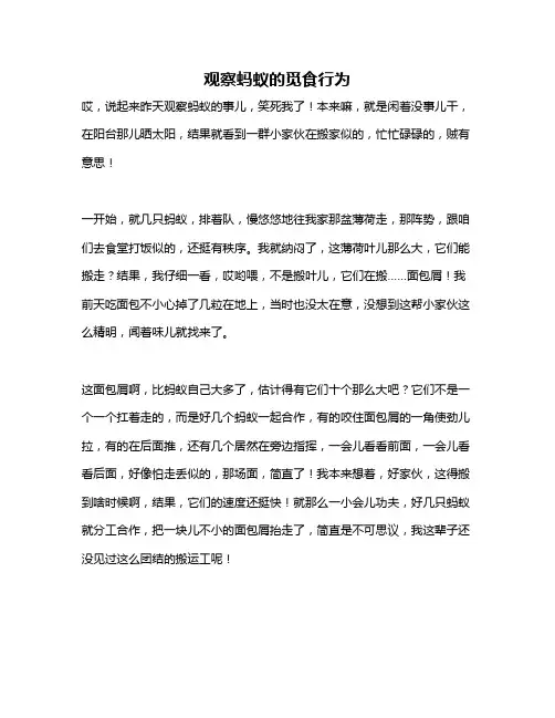 作文《观察蚂蚁的觅食行为》