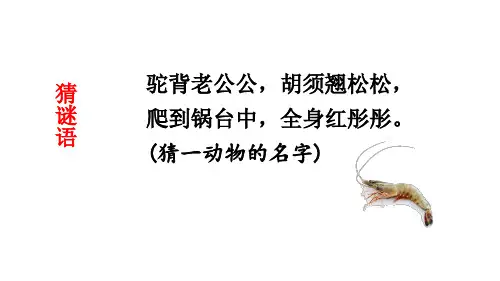 最新部编版三年级语文下册《小虾》课件