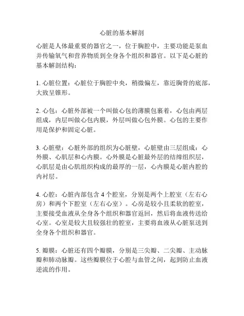 心脏的基本解剖