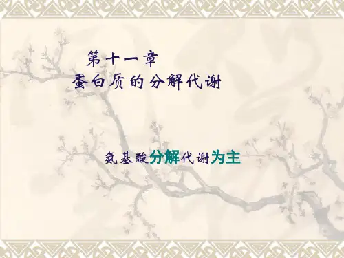 大学生化课件-11.蛋白质分解代谢