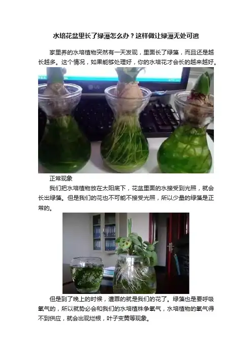 水培花盆里长了绿藻怎么办？这样做让绿藻无处可逃