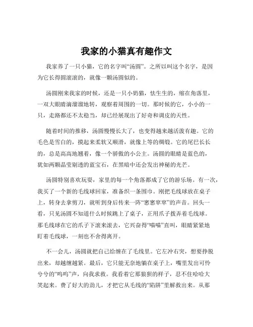 我家的小猫真有趣作文