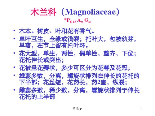 《木兰科植物》PPT课件