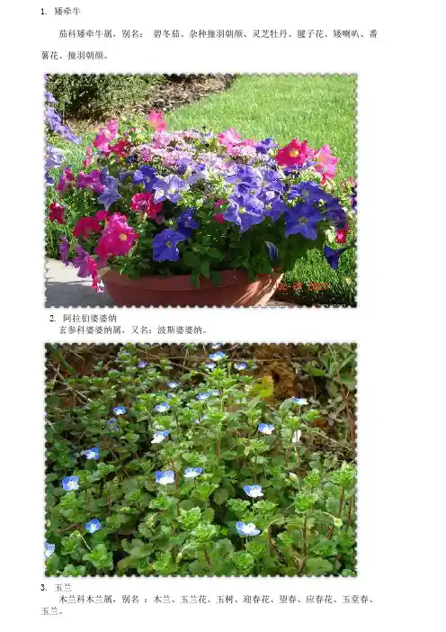 常见草本植物图鉴