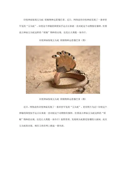 印度神庙惊现五头蛇似巴掌 揭骇人听闻的怪动物