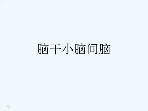 脑干小脑间脑[可修改版ppt]