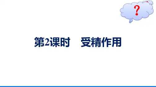 高中生物人教版2019必修2第2章第1节第2课时受精作用课件