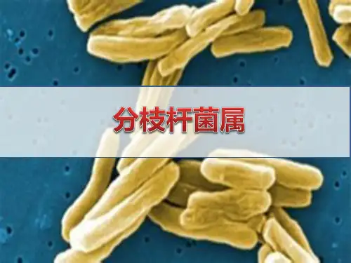医学微生物学：结核分枝杆菌