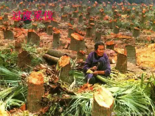 人与大自然的不和谐之音上课