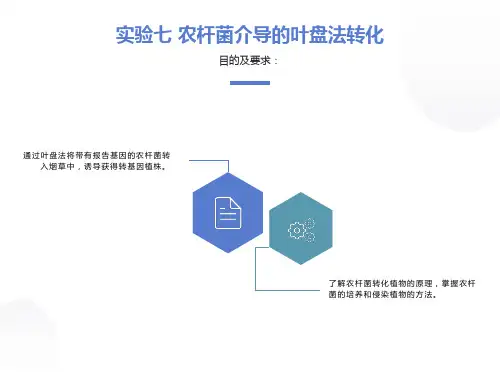 分子与基因工程实验