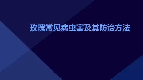 玫瑰有哪些常见病虫害怎样防治