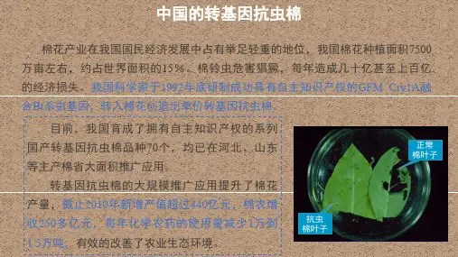 【生物世界】中国的转基因抗虫棉