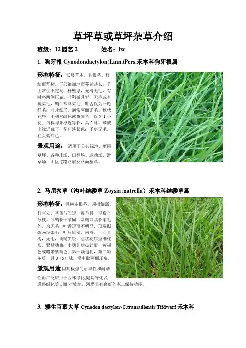 草坪草介绍