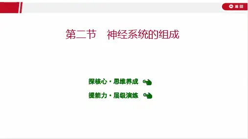 最新人教版七年级下册生物第六章 第二节 神经系统的组成