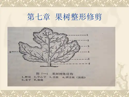 果树整形修剪