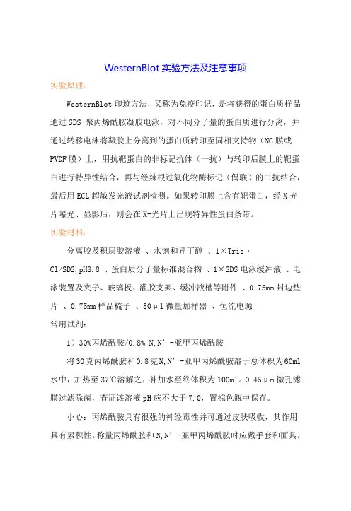 维真生物-WesternBlot实验方法及注意事项