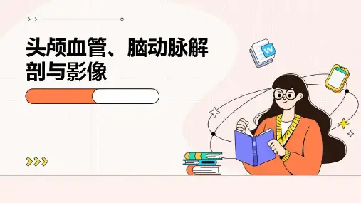 头颅血管、脑动脉解剖与影像