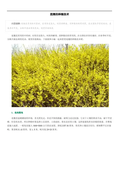 连翘的种植技术