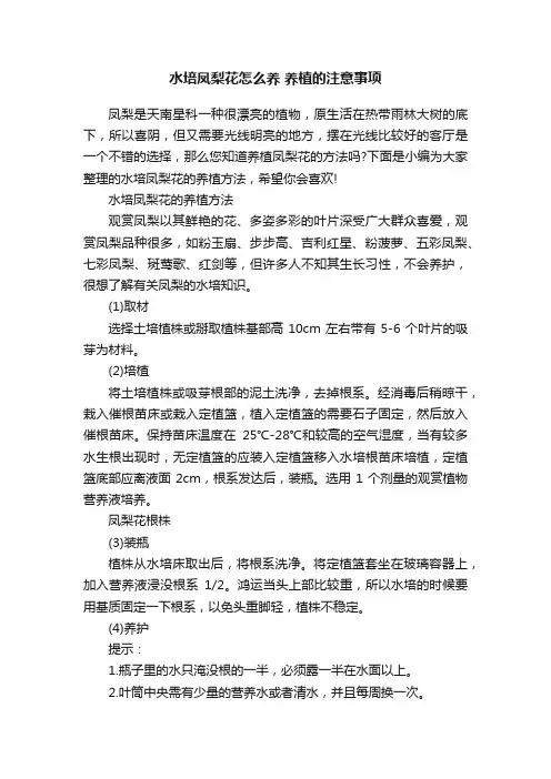 水培凤梨花怎么养养植的注意事项