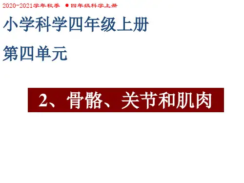 科教版四上《骨骼、关节和肌肉》课件
