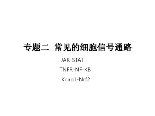 专题二   常见的细胞信号转导通路